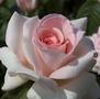 Francis Meilland <b><i>New 2013</b></i>