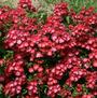 Look-A-Likes Hydrangealicious <b><i>New 2013</b>