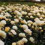 Popcorn Drift <b><i>New 2013</b></i>