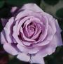 Love Song <b><i>New 2013</b></i>