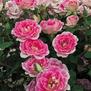 Whimsy <b><i>New 2013</b></i>