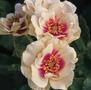 Bull's Eye <b><i>New 2013</b></i>