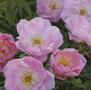 The Lady's Blush <b><i>New 2013</b></i>