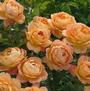 Lady of Shalott <b><i>New 2013</b></i>