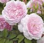 Lady Salisbury <b><i>New 2013</b></i>