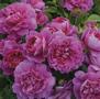 Princess Anne <b><i>New 2013</b></i>