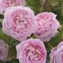 Queen Anne <b><i>New 2013</b></i>