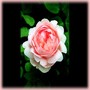 Ambridge Rose