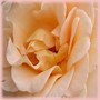 Apricot Nectar
