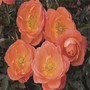 Amber Sunblaze