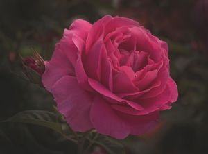 Rose Grande Dame