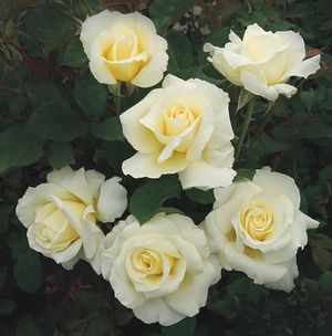 Rose White Licorice