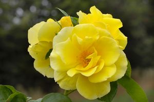 Rose Smiley Face