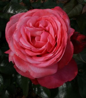 Rose Pink Flamingo