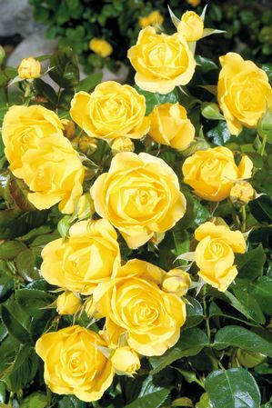 Rose Walking on Sunshine