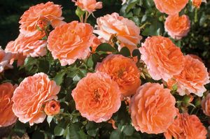 Rose Adobe Sunrise