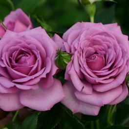 Rosa Floribunda Lavender Veranda® (Lavender™ Veranda® Collection)