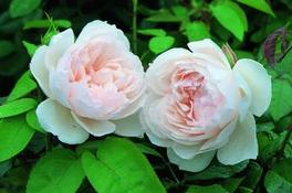 Rosa English Rose The Generous Gardener® (The Generous Gardener®)