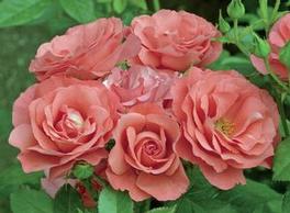 Rosa Floribunda Marmalade Skies™ (Marmalade Skies™)