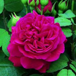 Rosa English Rose Tess of the d'Urbervilles® (Tess of the d'Urbervilles™)