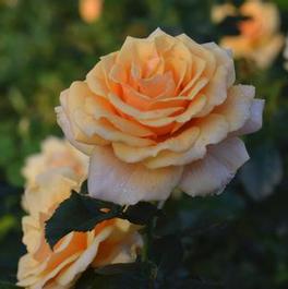 Rosa Floribunda St Tropez™ (St. Tropez'™')