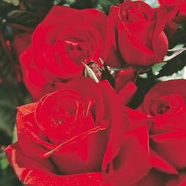 Rosa Grandiflora Crimson Bouquet™ (Crimson Bouquet™)