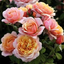 Rosa Grandiflora State of Grace™ (State of Grace™)