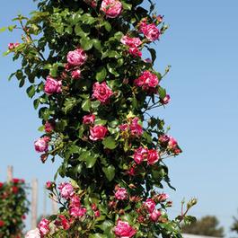 Rosa Climber Raspberry Cream Twirl™ (Raspberry Cream Twirl™)