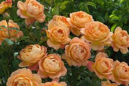 Rosa English Rose Lady of Shalott™ (Lady of Shalott™)