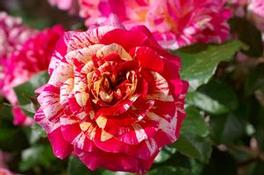 Rosa Grandiflora All American Magic™ (All American Magic™)