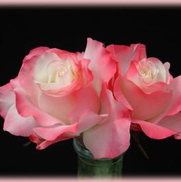 Rosa Grandiflora Delany Sisters (Delany Sisters)