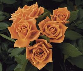 Rosa Floribunda Pumpkin Patch™ (Pumpkin Patch™)