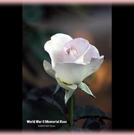 Rosa Hybrid Tea World War II Memorial Rose™ (World War II Memorial Rose™)
