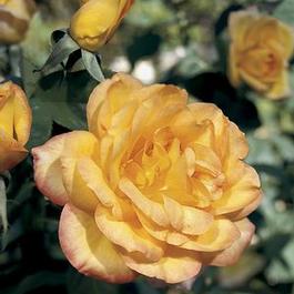Rosa Grandiflora Gold Medal® (Gold Medal®)