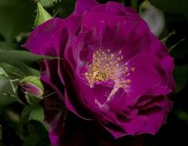 Rosa Grandiflora Wild Blue Yonder™ (Wild Blue Yonder™)