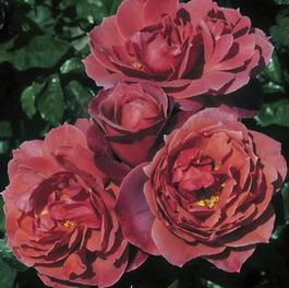 Rosa Floribunda Hot Cocoa™ (Hot Cocoa™)