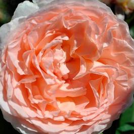 Rosa Hybrid Tea Bliss Parfuma® (Bliss Parfuma®)