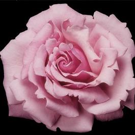Rosa Hybrid Tea Memorial Day™ (Memorial Day™)