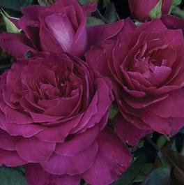 Rosa Floribunda Intrigue (Intrigue)