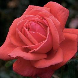 Rosa Hybrid Tea Fragrant Cloud (Fragrant Cloud)