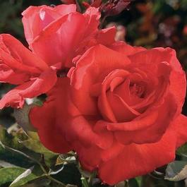 Rosa Hybrid Tea Dolly Parton (Dolly Parton)