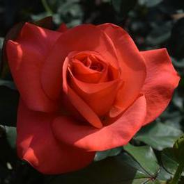 Rosa Hybrid Tea Ring of Fire™ (Ring of Fire™)