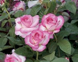 Rosa Grandiflora Miss Congeniality™ (Miss Congeniality™)