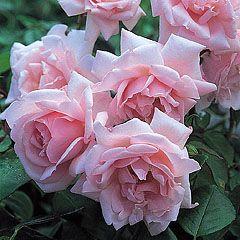 Rosa Climber New Dawn (New Dawn)