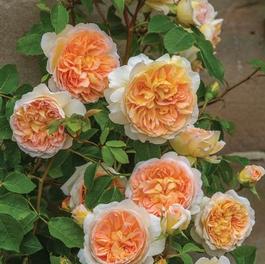 Rosa English Rose Bathsheba™ Cl (Bathsheba™Cl)
