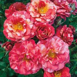 Rosa Floribunda Frida Kahlo® (Frida Kahlo®)