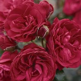 Rosa Climber Crimson Sky™ (Crimson Sky™)