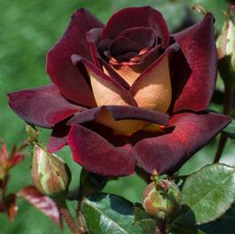 Rosa Hybrid Tea Dark Night™ (Dark Night™)