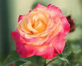 Rosa Grandiflora Dream Come True™ (Dream Come True™)