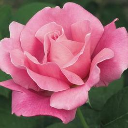 Rosa Hybrid Tea Perfume Delight™ (Perfume Delight™)
